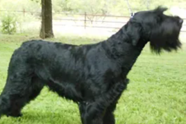 <p class="ql-align-center"><span style="color: rgb(0, 0, 0);">Jordan's Midnight She Wolf of Shakira</span></p>