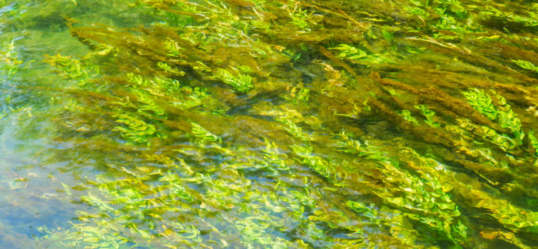 Background image for section