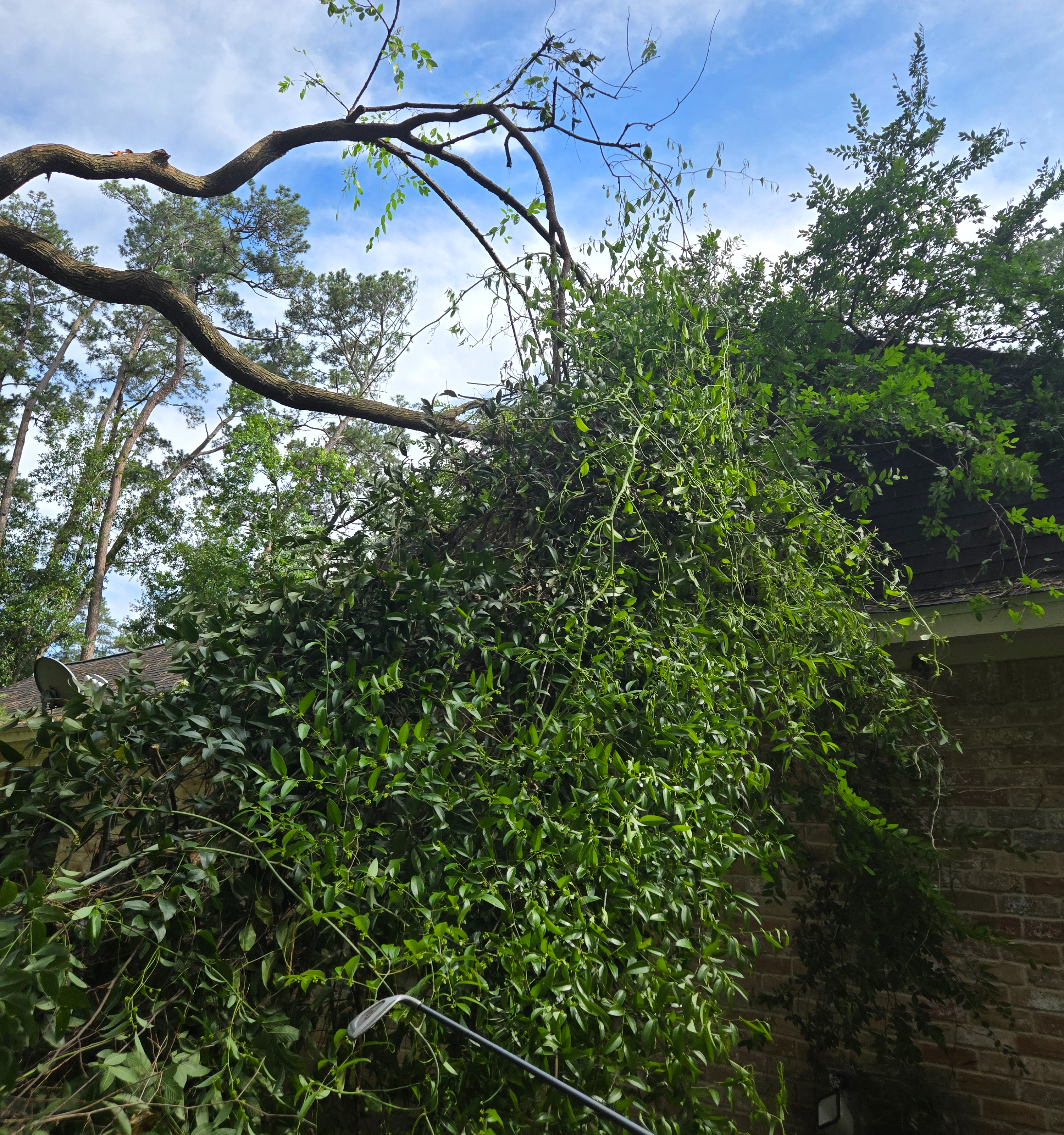 Section background image