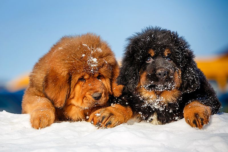 <p><span style="color: rgb(247, 150, 11);">Tibetan Mastiffs For Sale</span></p>