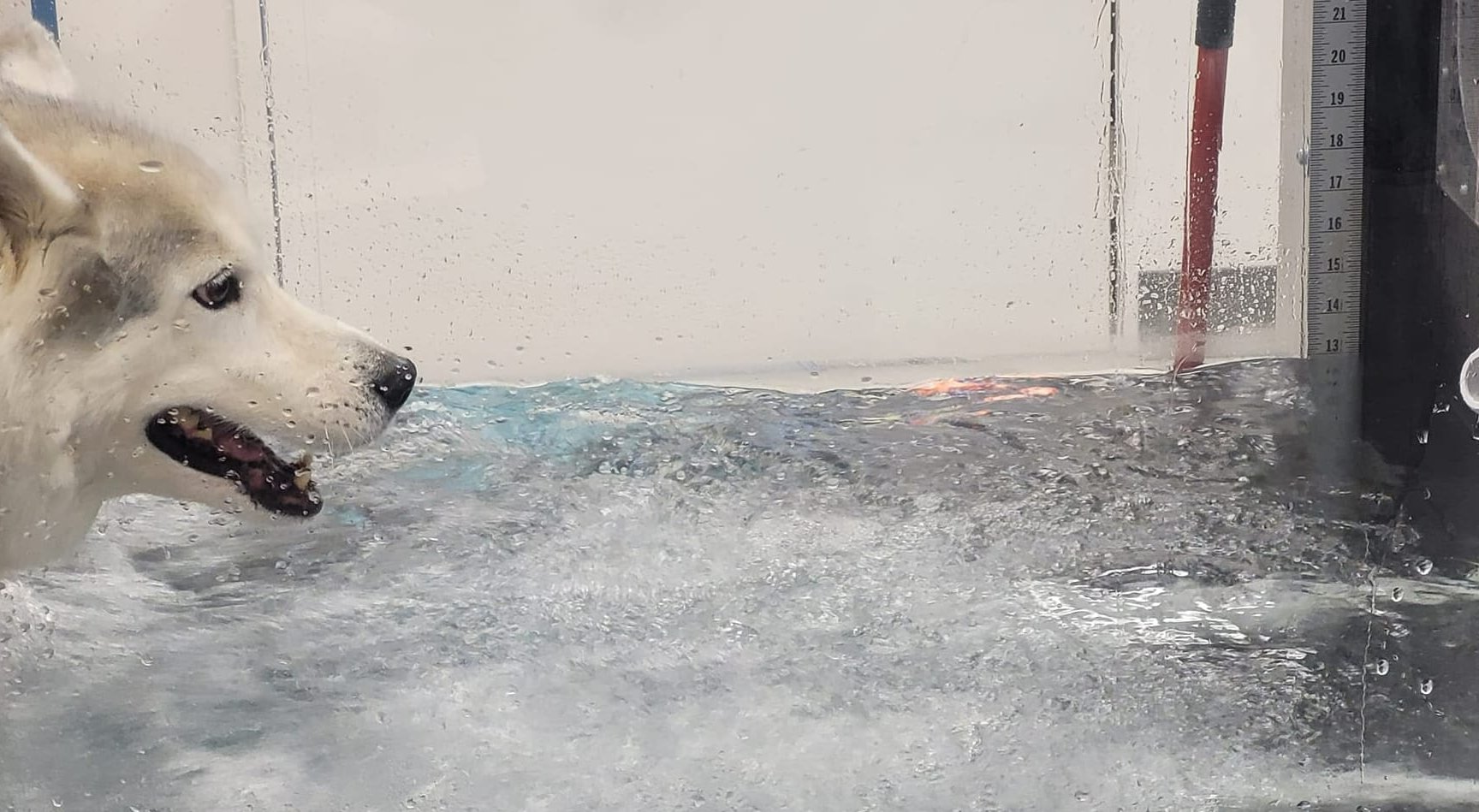 A close-up shot of a husky-like dog's head as it participates in hydrotherapy. The dog is positioned on the left side of the frame, looking into a clear glass tank filled with turbulent, splashing water. On the right side of the tank, a vertical ruler measures the water level between markings of 13 and 21. Water droplets are visible on the exterior glass. The setting appears to be a clinical or rehabilitation facility with a clean, white background and a red vertical support pole. The mood is active and functional.