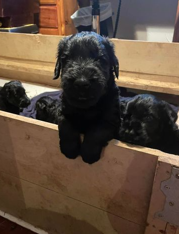 <p><span style="color: rgb(0, 0, 0); font-size: 0.8em;">﻿Breeding for Type, Soundness, and Temperament</span></p>