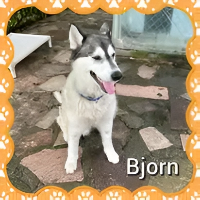 <p><span style="color: rgb(0, 0, 51);">A Vacation for your pet(s)!</span></p>