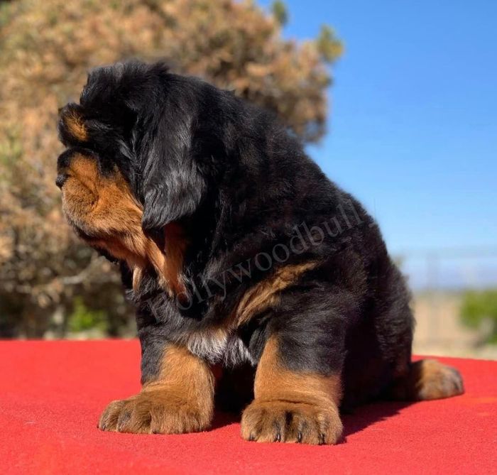 <p><span style="color: rgb(247, 150, 11);">Tibetan Mastiffs</span></p>