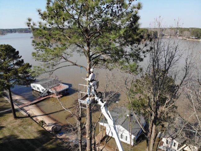 <p><strong style="color: rgb(57, 181, 74);">Take a Look at Our Recent Tree Projects</strong></p>