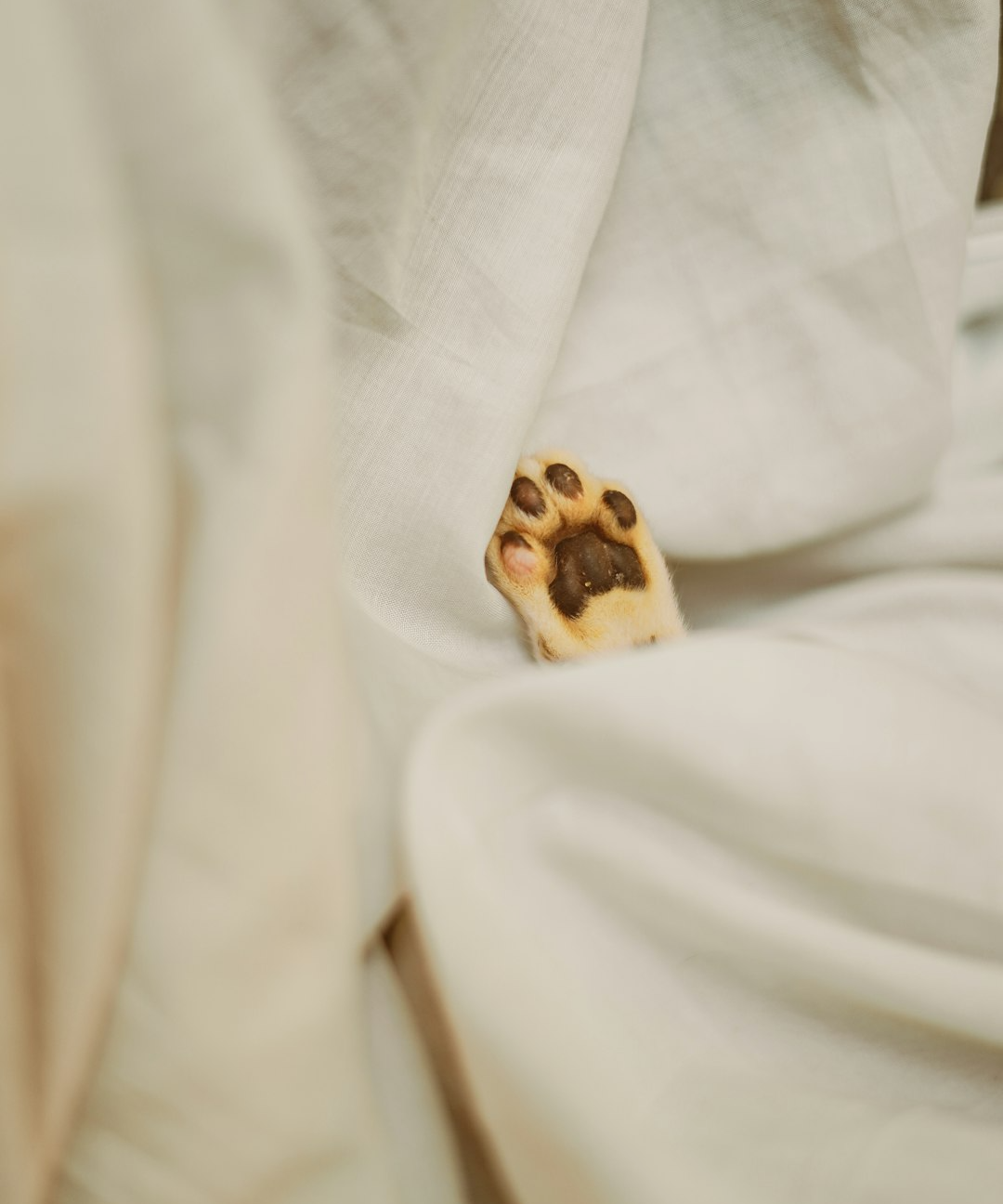 Section background image