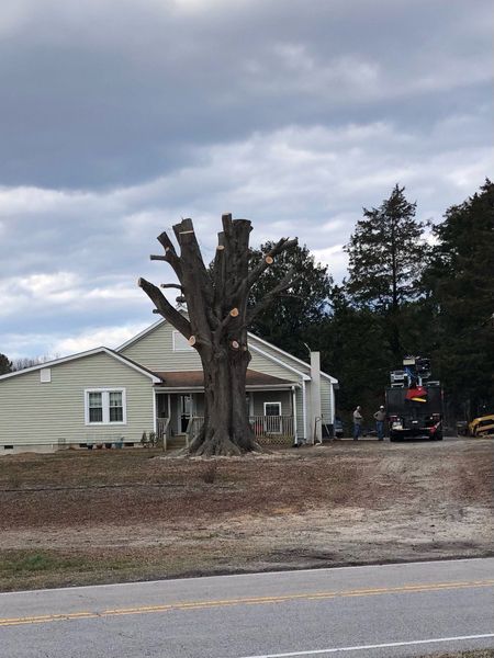<p><strong style="color: rgb(57, 181, 74);">Take a Look at Our Recent Tree Projects</strong></p>