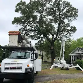 <p><strong style="color: rgb(57, 181, 74);">Take a Look at Our Recent Tree Projects</strong></p>