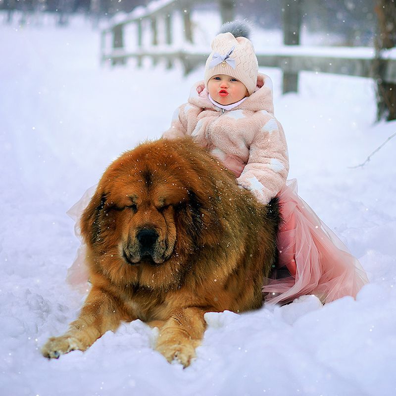 <p><span style="color: rgb(247, 150, 11);">The Troubled History Of A Noble Breed</span></p>