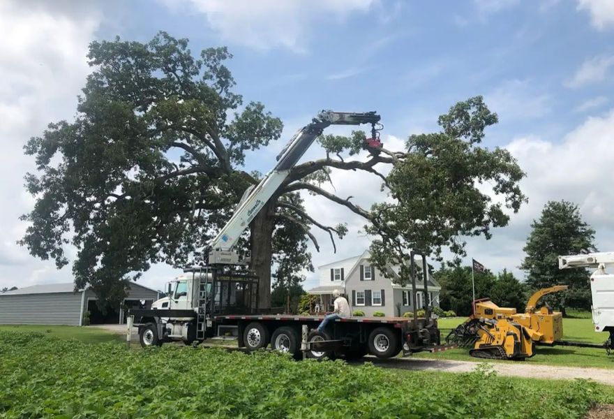 <p><strong style="color: rgb(57, 181, 74);">Take a Look at Our Recent Tree Projects</strong></p>