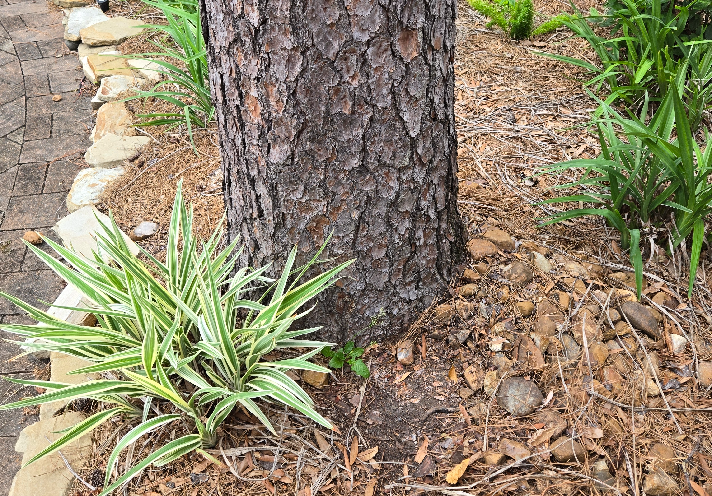 <p><span style="color: rgb(219, 178, 54);">Stump </span>Grinding</p>