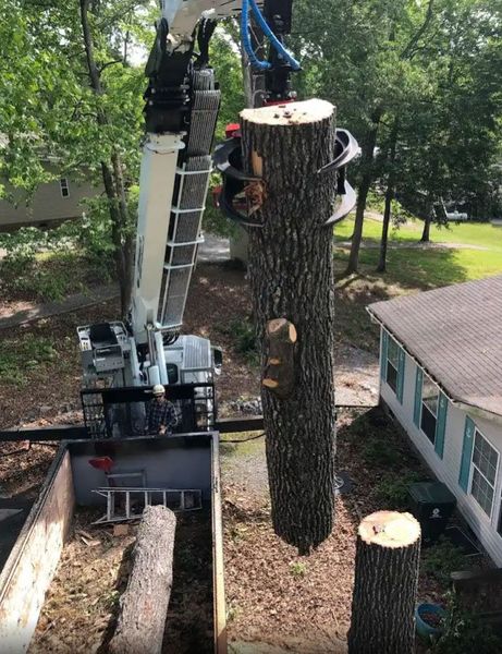 <p><strong style="color: rgb(57, 181, 74);">Take a Look at Our Recent Tree Projects</strong></p>