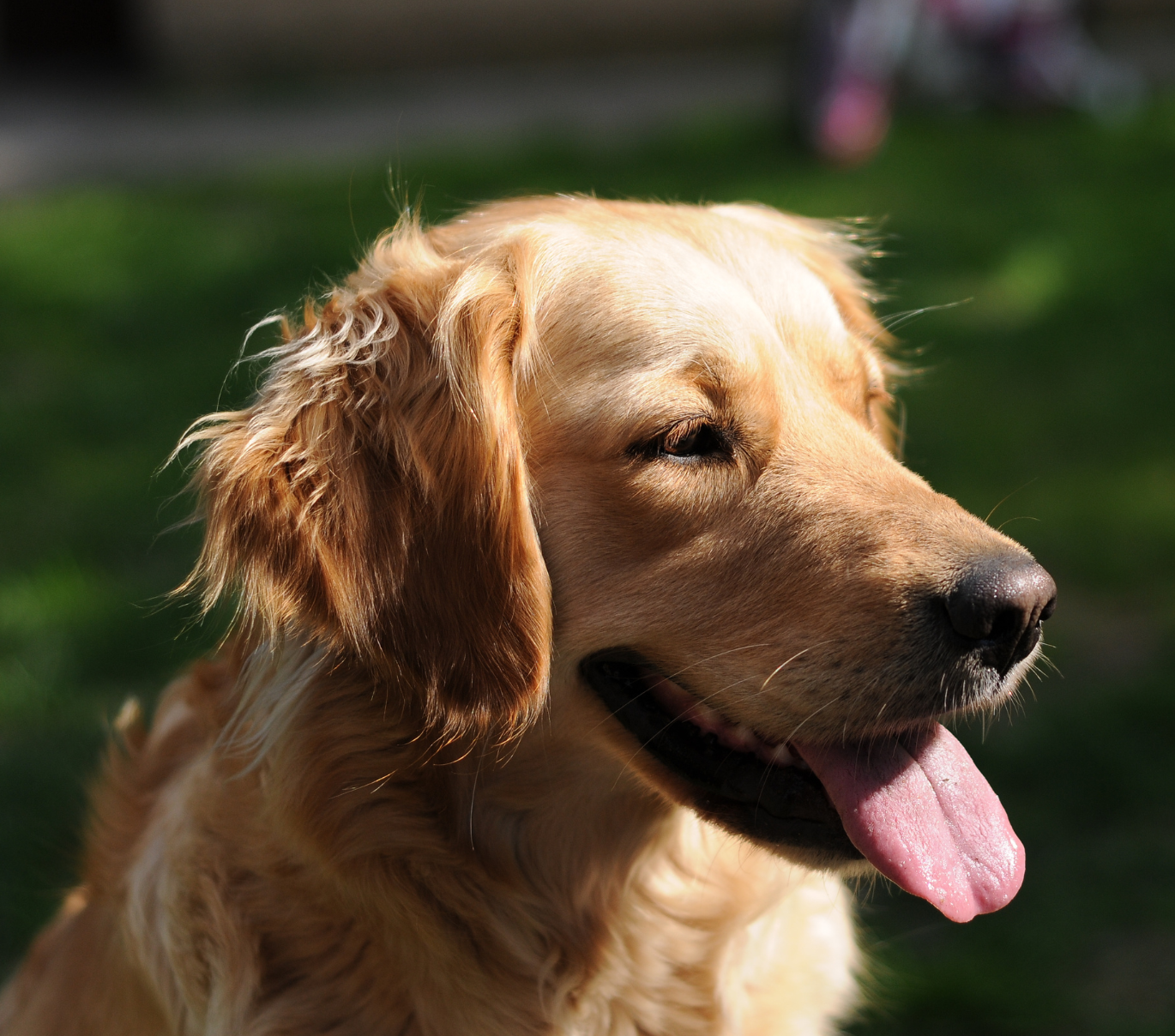 <p><span style="color: rgb(198, 155, 61);">Learn About the</span></p><p>Golden Retriever Breed</p>