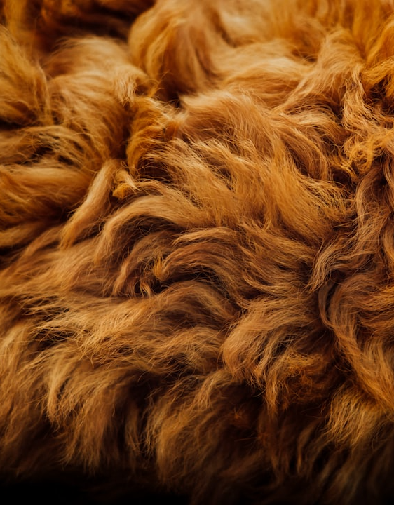 <p><strong style="color: rgb(0, 87, 147);">Pet Hair: A Hidden Fire Hazard</strong></p><p>Pet hair can significantly impact your dryer's functionality and safety. Homes with pets often experience more frequent dryer vent clogs due to the accumulation of pet hair. When pet bedding, clothes, and other items that gather pet hair are dried, they contribute to the risk of vent blockages. Pet hair can combine with lint in the vent line, forming larger obstructions that not only increase the risk of fire but also reduce the efficiency of your dryer.</p><p><br></p><p><strong style="color: rgb(0, 87, 147);">Managing Pet Hair in Dryers</strong></p><p>For homes with pets, it's crucial to maintain your dryer vent system more diligently. While the standard recommendation is to clean dryer vents annually, households with multiple pets might need more frequent cleanings. Signs that pet hair is affecting your dryer include excessive hair on the lint trap or clothes still covered in hair post-drying. This indicates that pet hair is accumulating in the vent system, posing a potential fire hazard.</p>