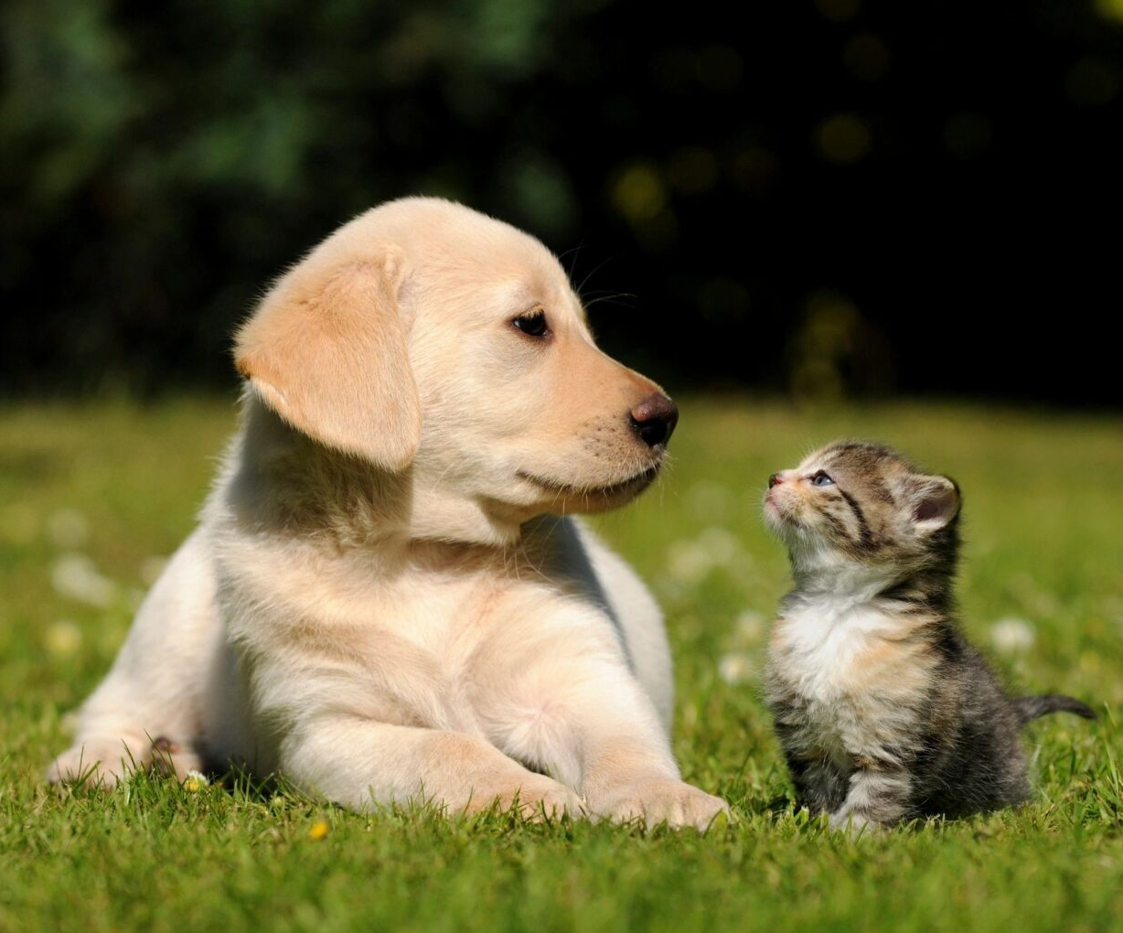 A high-quality, heartwarming photograph of a golden Labrador retriever puppy and a small tabby kitten on a lush green lawn. The puppy is lying down, looking intently at the tiny kitten, which is sitting and looking up at the puppy in profile. The shot uses a shallow depth of field, making the animals stand out against a softly blurred background of green grass and dark foliage. The lighting is bright and natural, creating a warm, peaceful mood that highlights the soft textures of their fur.