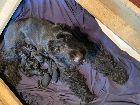 <p class="ql-align-center"><span style="color: rgb(0, 0, 0);">Princess Elizabeth She Wolf Shakira</span></p>