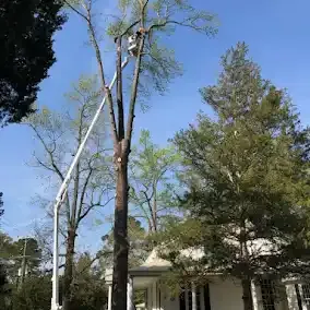 <p><strong style="color: rgb(57, 181, 74);">Take a Look at Our Recent Tree Projects</strong></p>