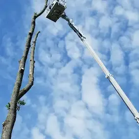 <p><strong style="color: rgb(57, 181, 74);">Take a Look at Our Recent Tree Projects</strong></p>