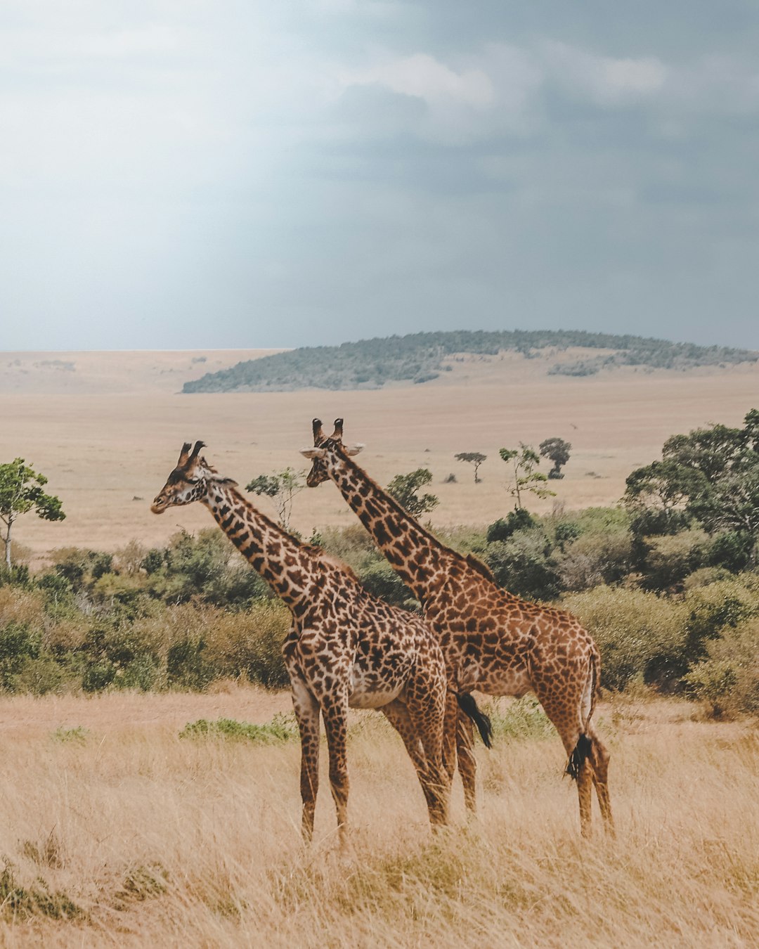 <p>South Africa, Oct 2024</p>