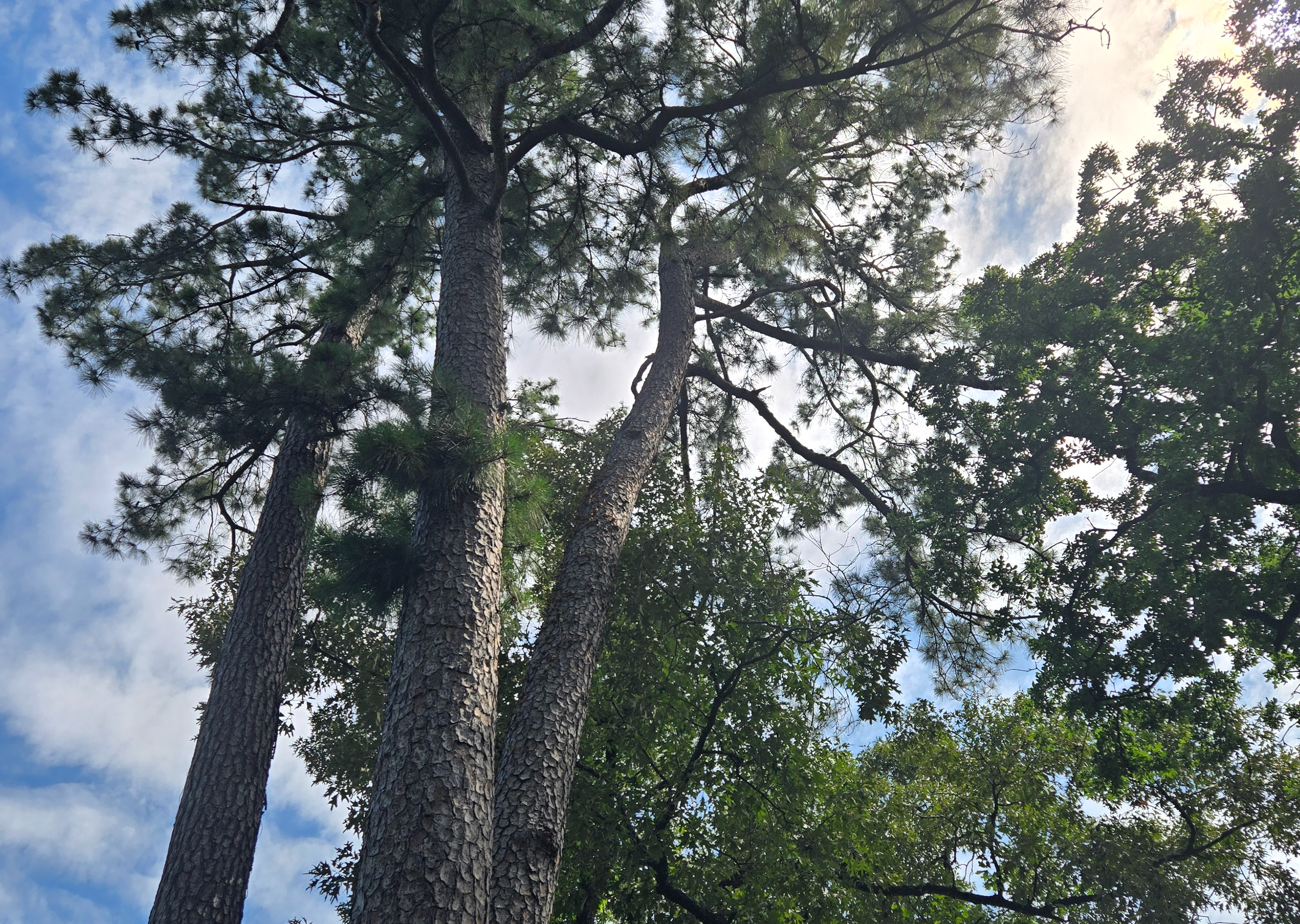 <p><span style="color: rgb(219, 178, 54);">Masonry </span>Services</p>