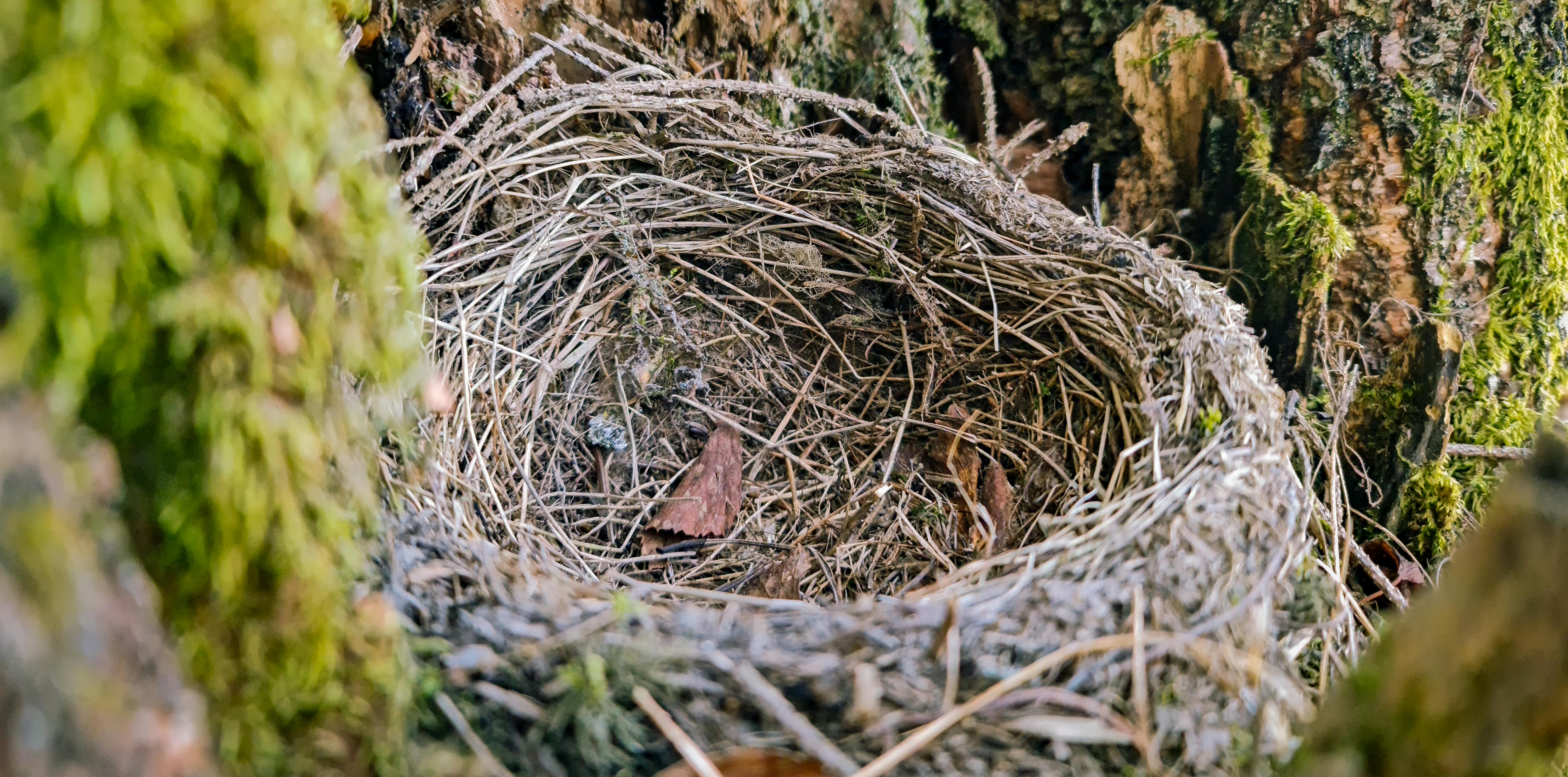 Parenting Through College Transitions: Coping With Empty Nest Syndrome