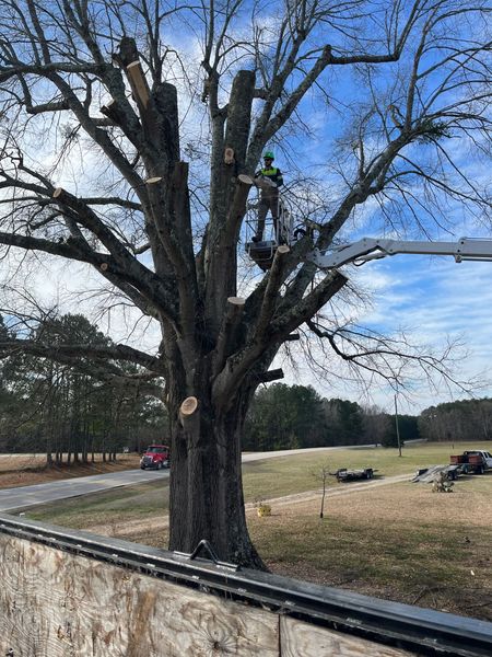 <p><strong style="color: rgb(57, 181, 74);">Take a Look at Our Recent Tree Projects</strong></p>