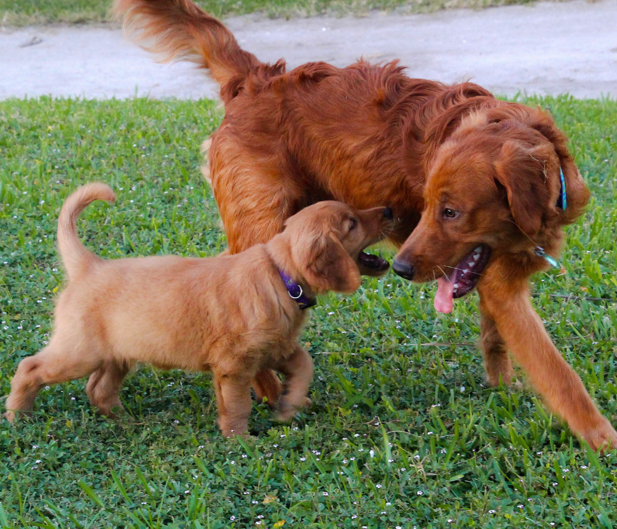 <p><span style="color: rgb(198, 155, 61);">Adorable </span>Golden Retriever Pups</p>