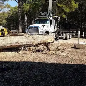 <p><strong style="color: rgb(57, 181, 74);">Take a Look at Our Recent Tree Projects</strong></p>
