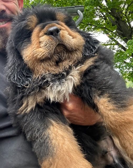 <p>We at Tibetan Mastiffs have searched the world over for many years, and traveled to the corners of the globe to bring the finest bloodlines, and stellar examples of this amazing breed home, to a mountain top farm in the beautiful Hudson Valley.</p>