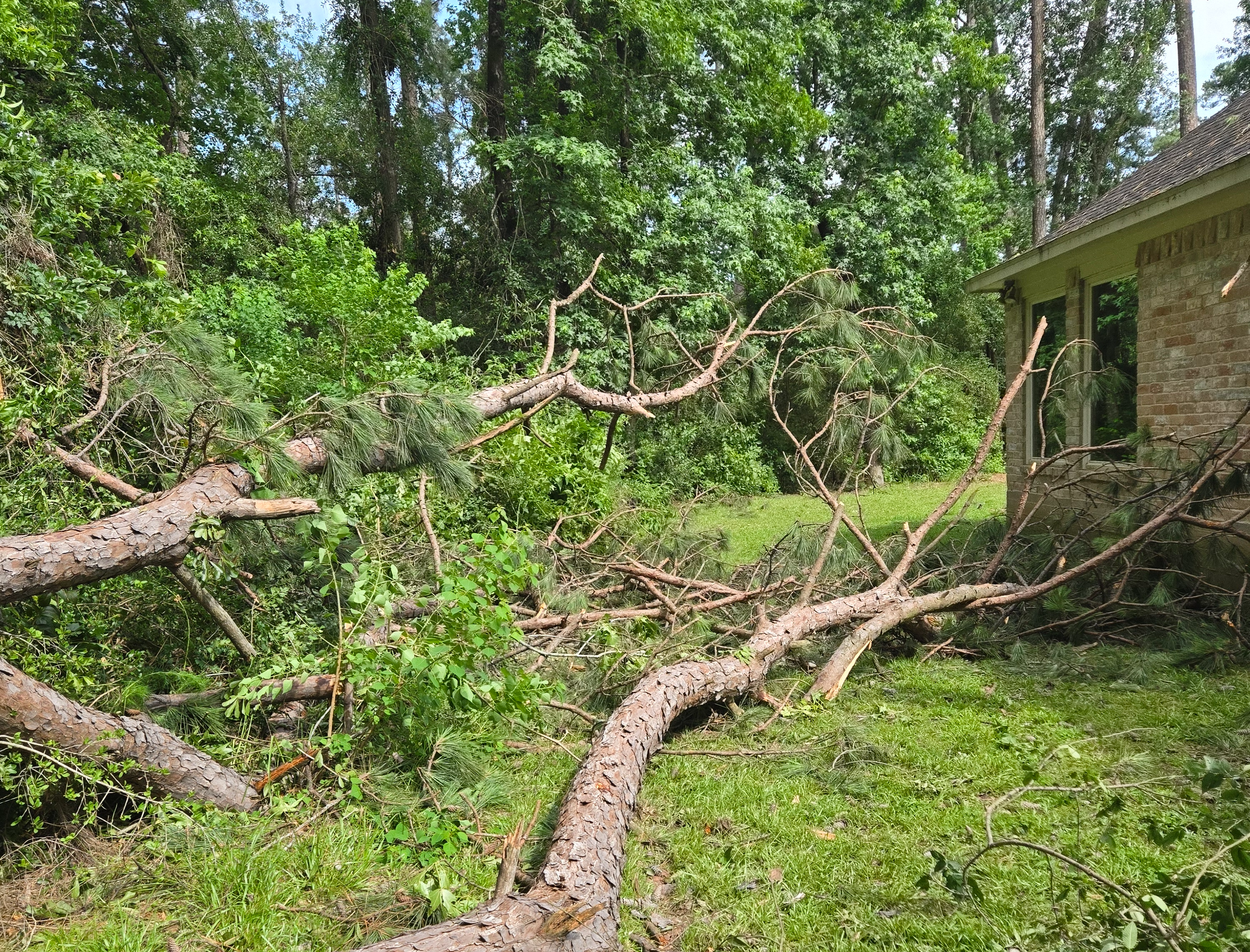 <p><span style="color: rgb(219, 178, 54);">Tree </span>Trimming</p>