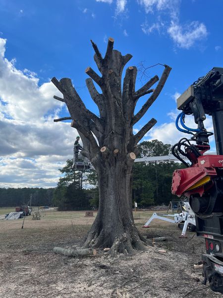 <p><strong style="color: rgb(57, 181, 74);">Take a Look at Our Recent Tree Projects</strong></p>
