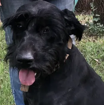 <p class="ql-align-center"><span style="color: rgb(0, 0, 0);">Princess Claire She Wolf of Shakira</span></p>