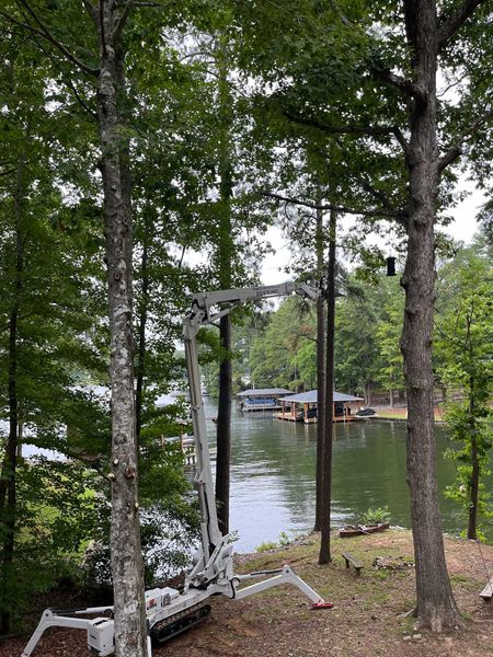 <p><strong style="color: rgb(57, 181, 74);">Take a Look at Our Recent Tree Projects</strong></p>