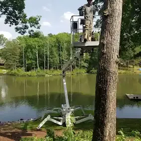 <p><strong style="color: rgb(57, 181, 74);">Take a Look at Our Recent Tree Projects</strong></p>