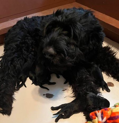 <p>November 2023: Gabby had 10 pups, 7 males and 3 females.</p>