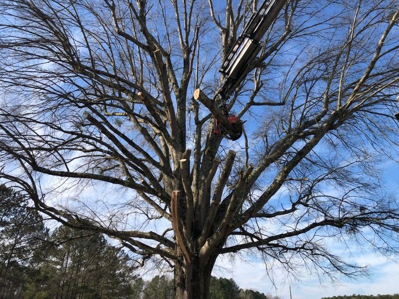 <p><strong style="color: rgb(57, 181, 74);">Take a Look at Our Recent Tree Projects</strong></p>
