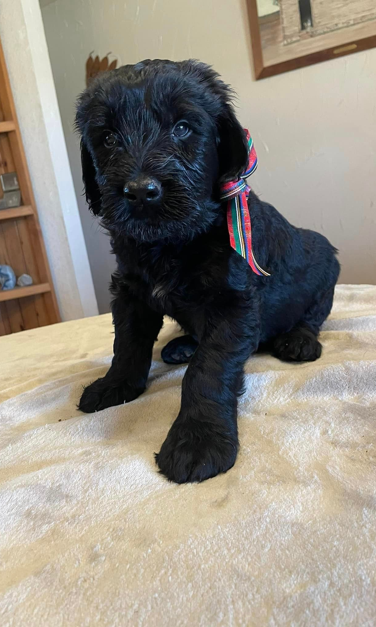 <p><span style="font-size: 0.8em; color: rgb(0, 0, 0);">Reserve Your Dream Puppy Today</span></p>