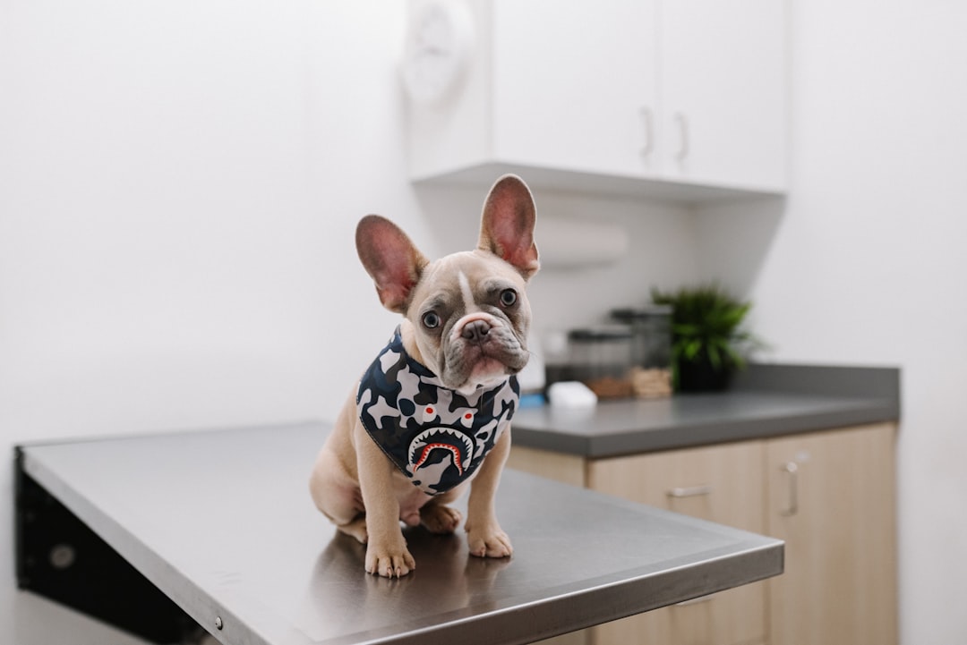 <p>Pet Clinic Volunteer </p>