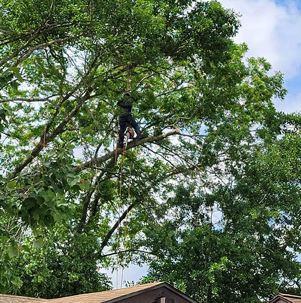 <p><span style="color: rgb(219, 178, 54);">Find a Certified Arborist</span> for Tree Planting and More</p>